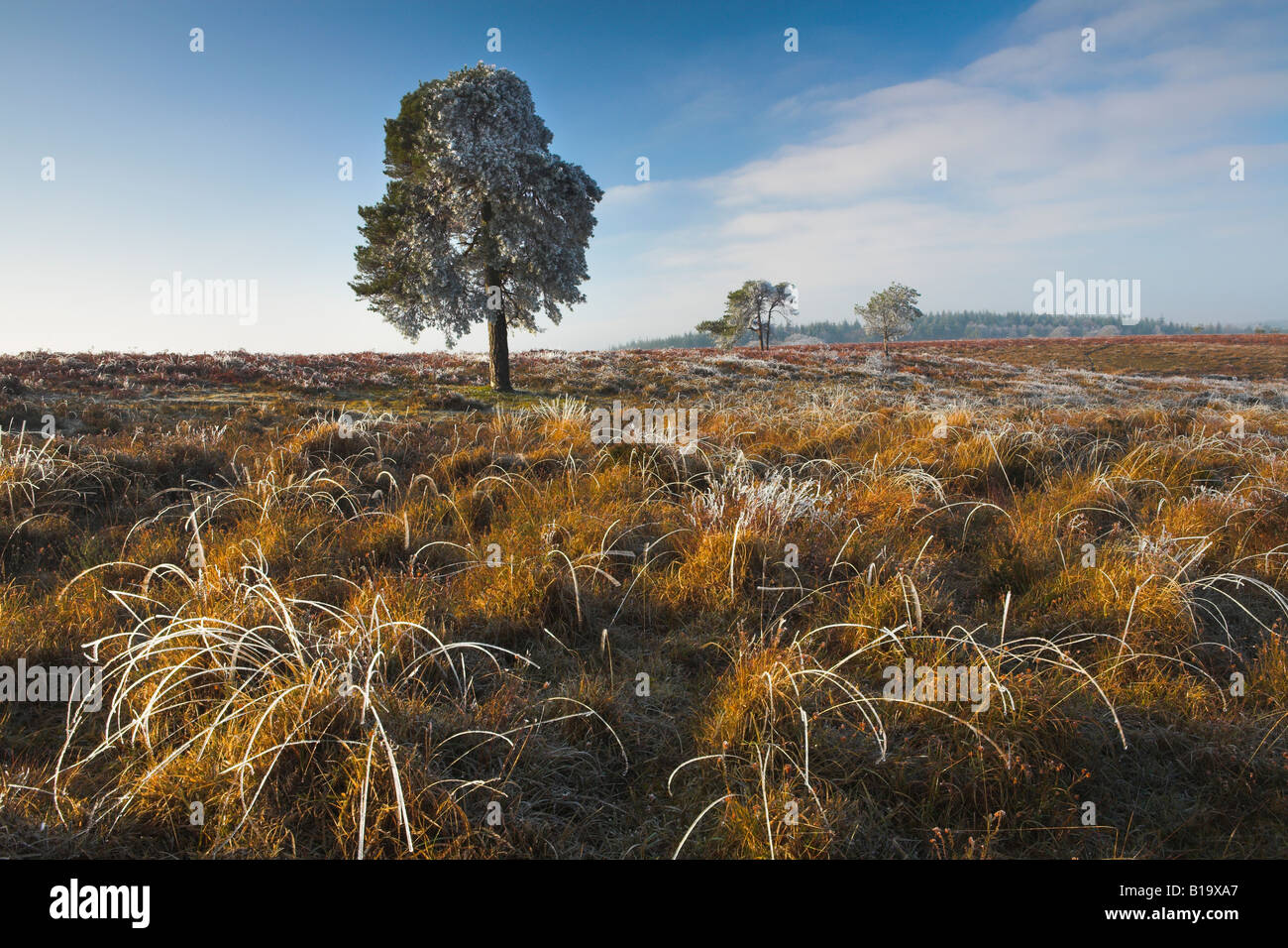 Trasformata per forte gradiente brina nella New Forest National Park, Hampshire Foto Stock