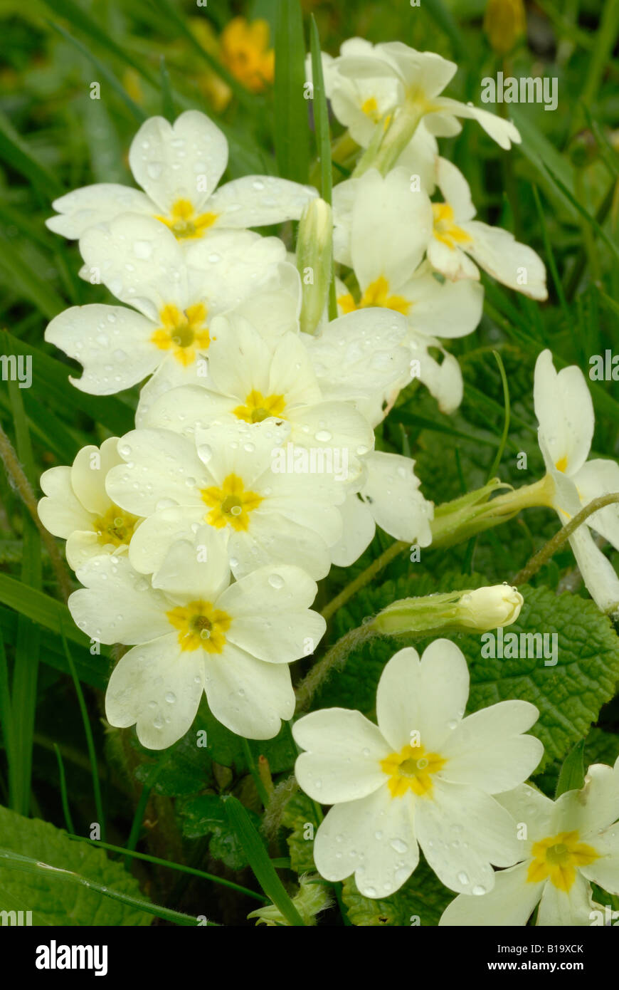 Primula vulgaris fiore primula, Galles, Regno Unito. Foto Stock