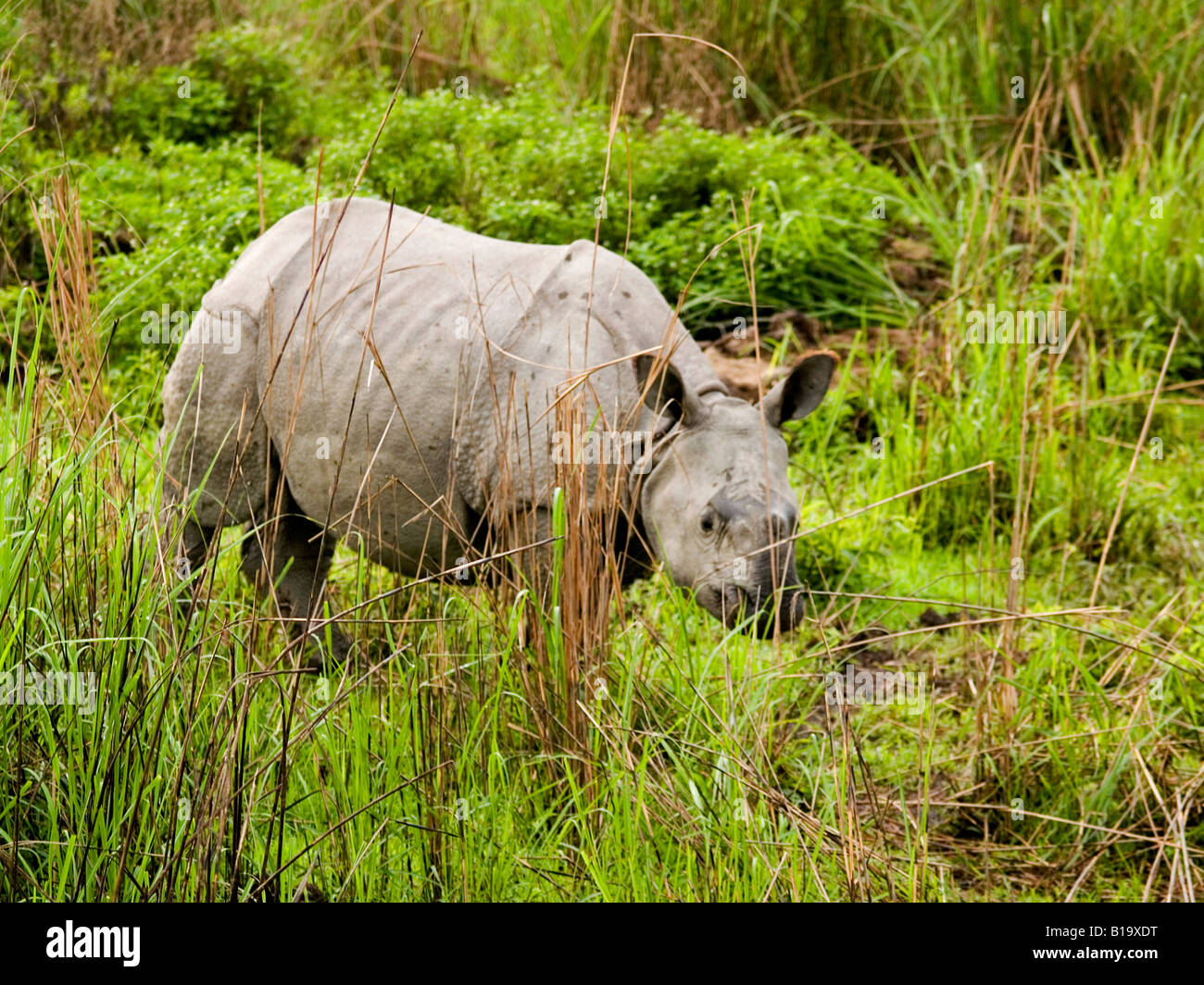 Un corno di rinoceronte indiano nel Parco Nazionale di Kaziranga Foto Stock