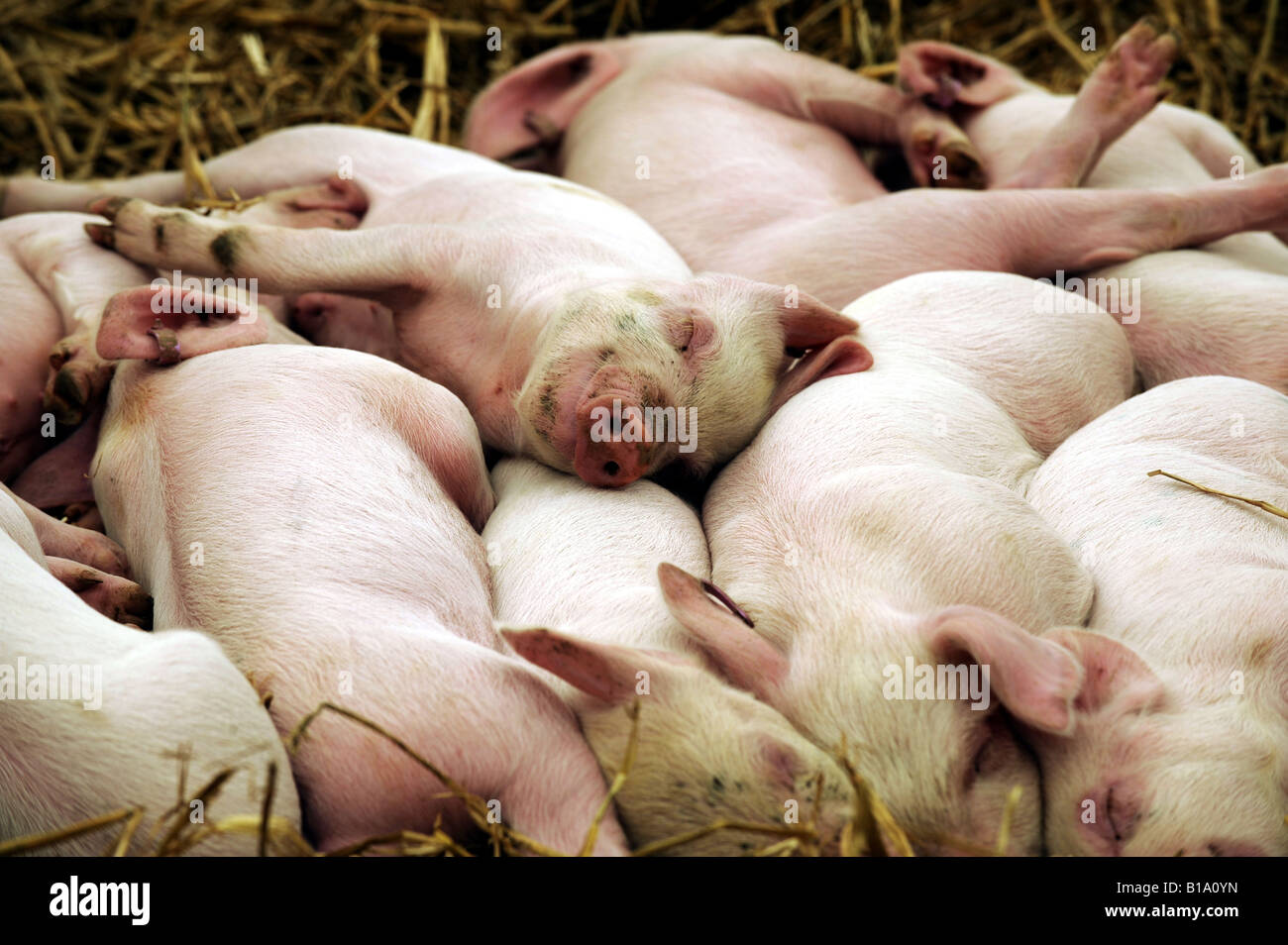 Suinetti addormentati sulla paglia al sud dell'Inghilterra Show Sussex UK Foto Stock