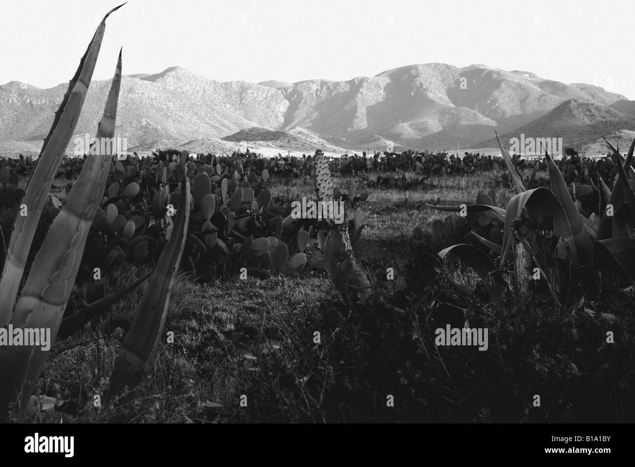 Vista in los Genoveses parco nazionale cabo de gata Foto Stock