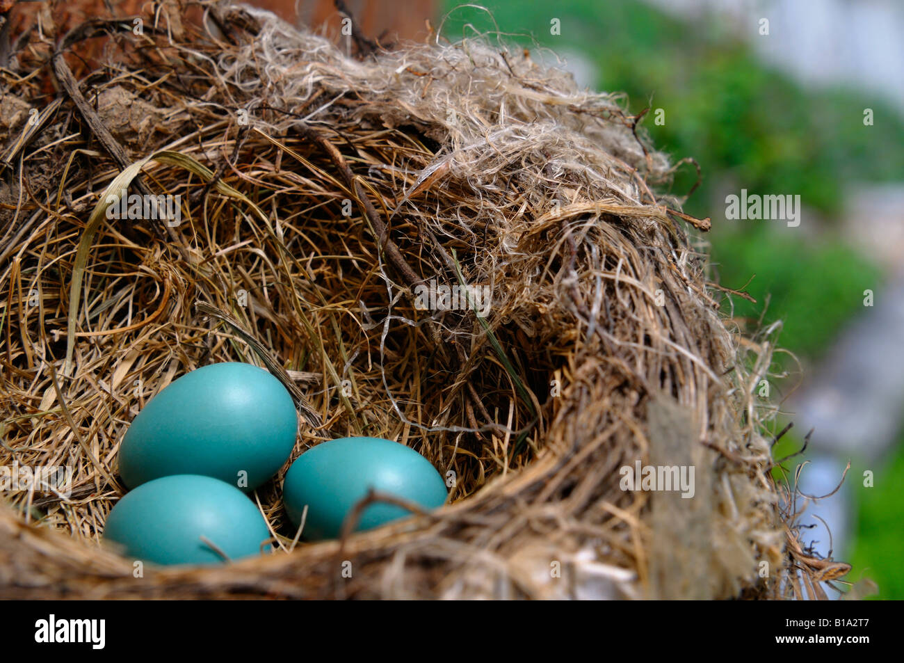 Tre blu American Robin giacenti le uova nel nido di uccelli in primavera Foto Stock