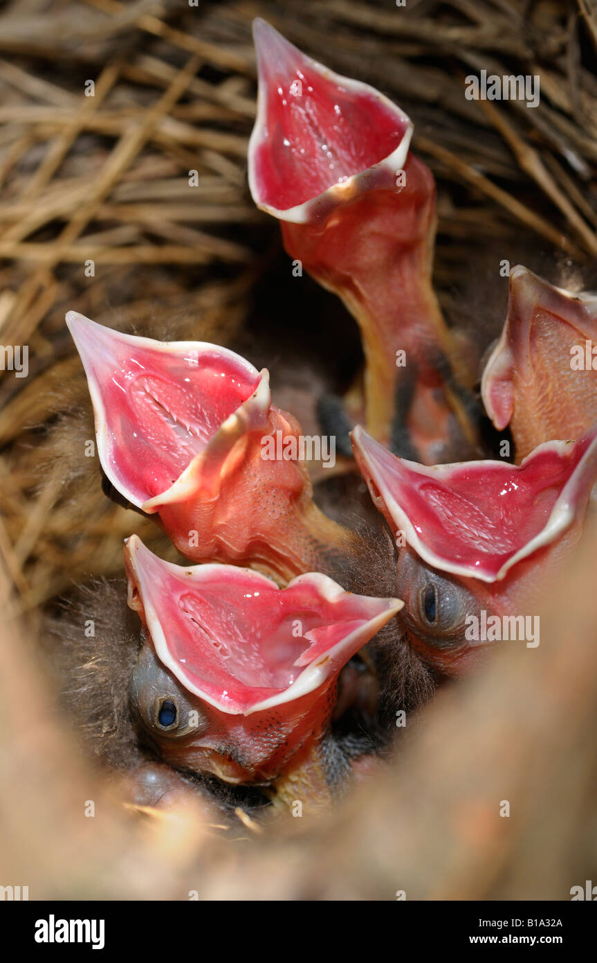 5 Affamati Grackle comune hatchling uccelli nel nido con rosso bocche schiusi in attesa di cibo Foto Stock