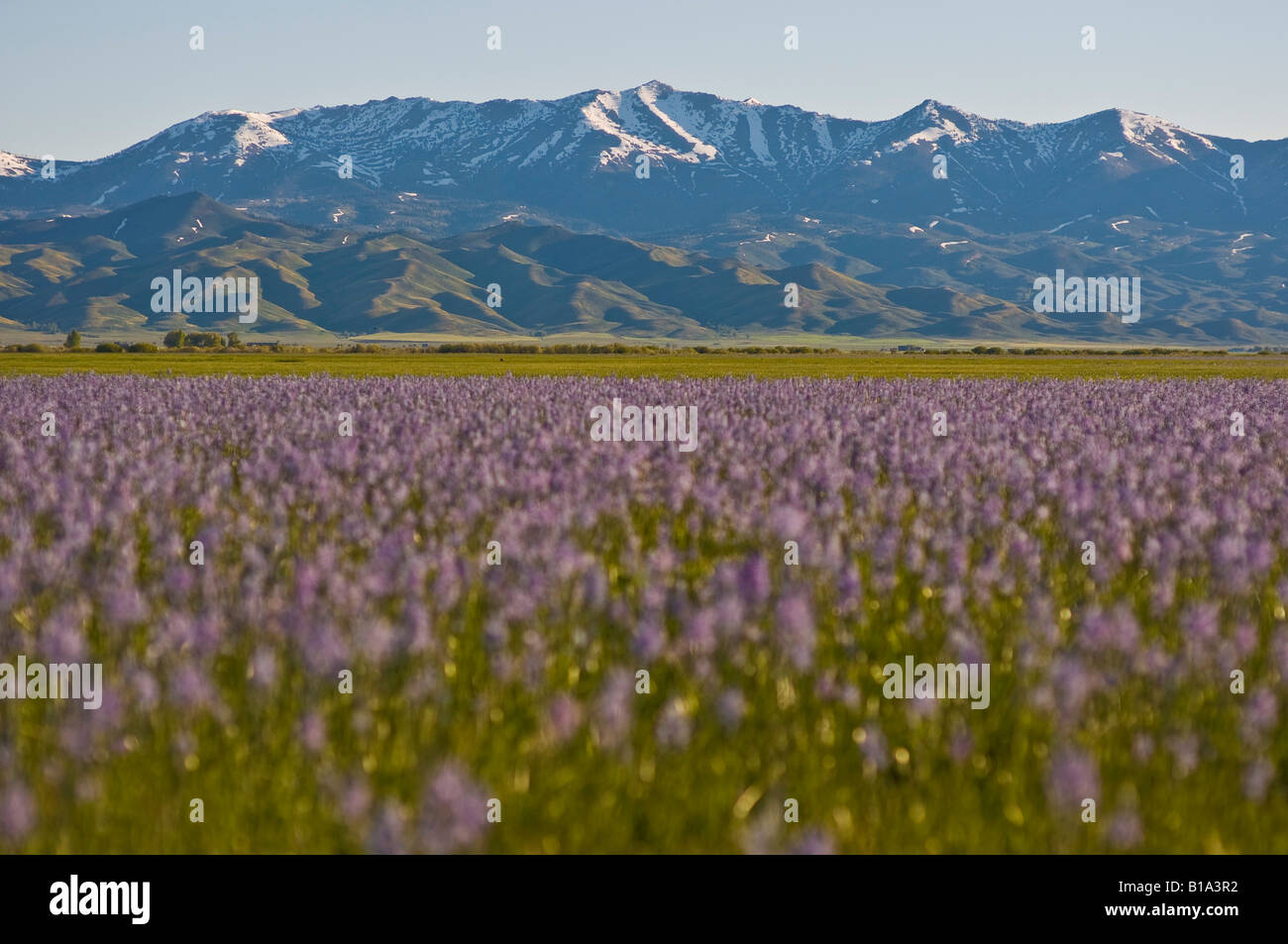 Idaho Camas Prairie La Camas Prairie è un bel posto per vedere la drammatica fiori selvatici in primavera Foto Stock