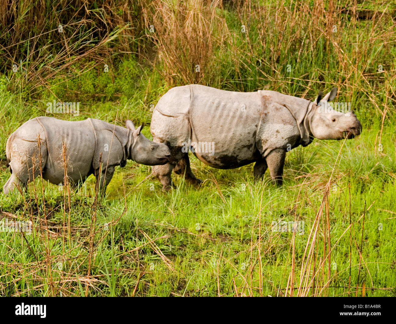 La madre e il bambino uno Indiano cornuto rhino Foto Stock