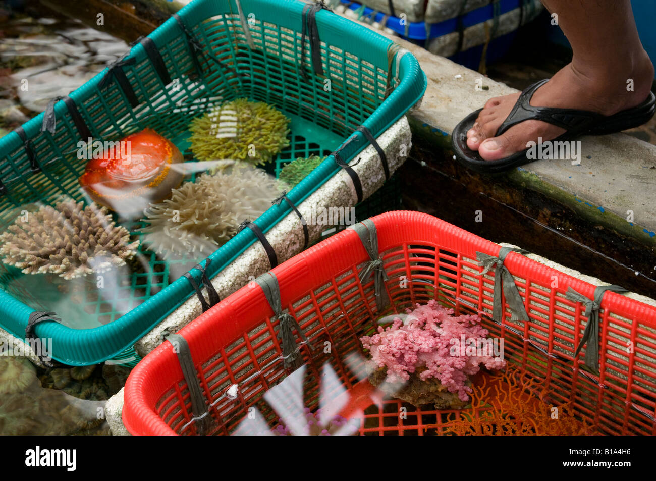 Indonesia Jakarta Arlequin Aquatic Coral Farm close up di coralli in basket Foto Stock