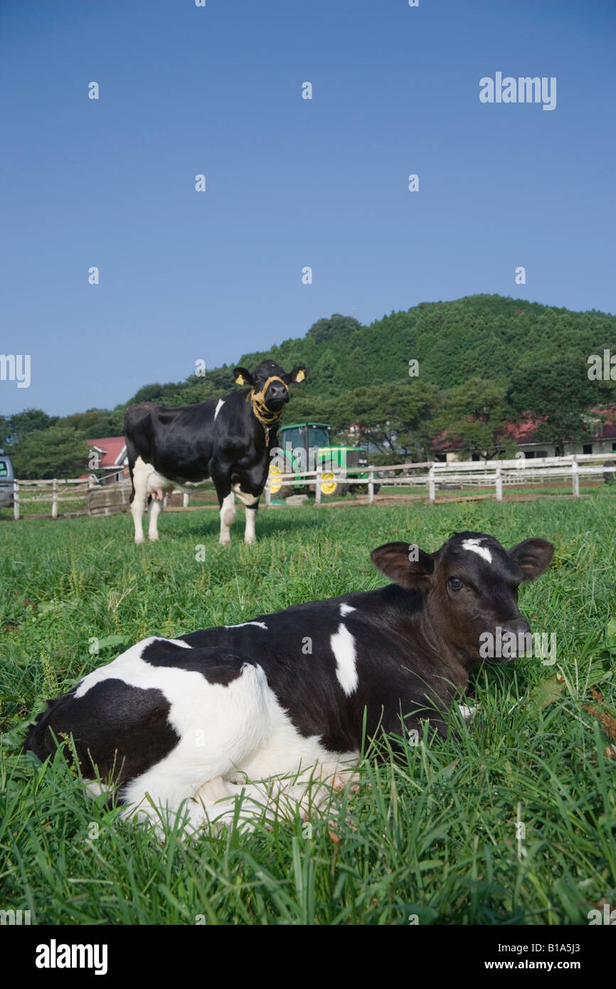 Mucca in azienda agricola Foto Stock