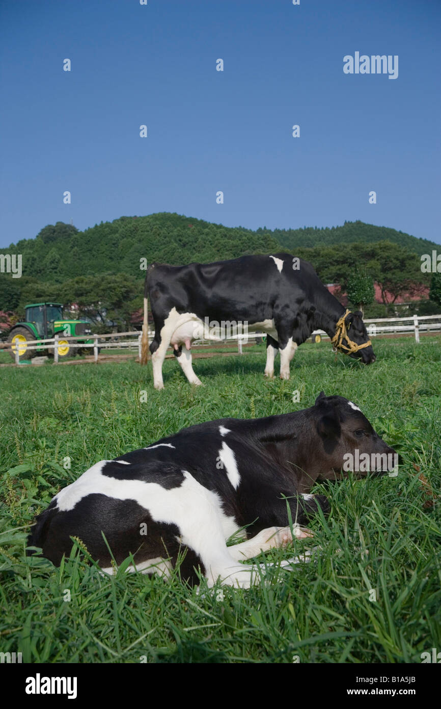 Mucca in azienda agricola Foto Stock