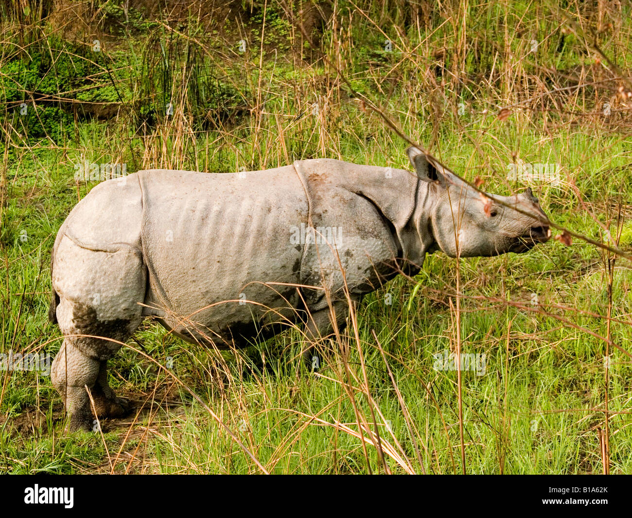 Un corno di rinoceronte indiano nel Parco Nazionale di Kaziranga dell Assam Foto Stock