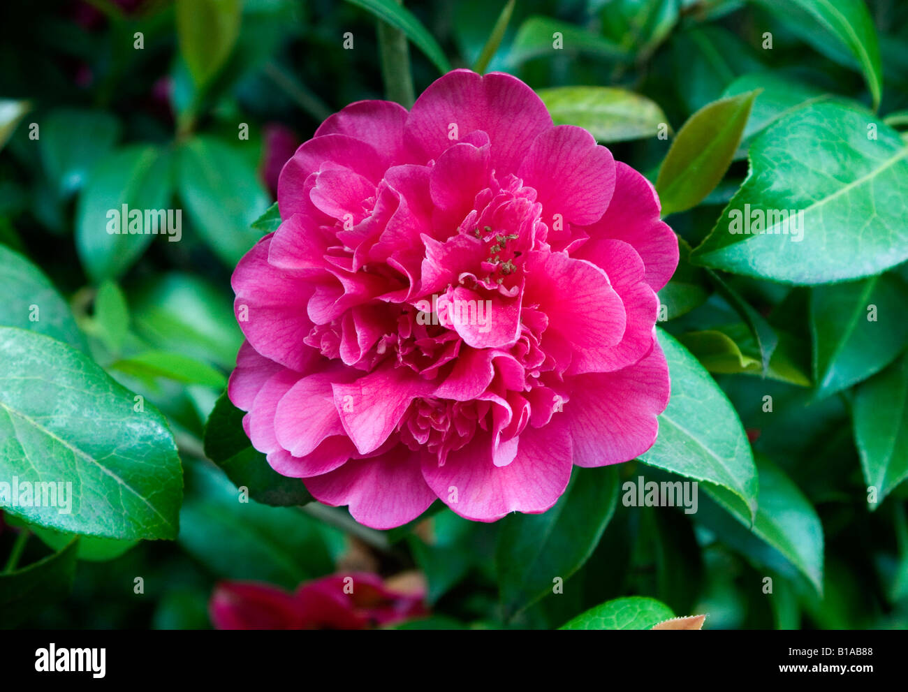 Pink Camellia Flower Foto Stock
