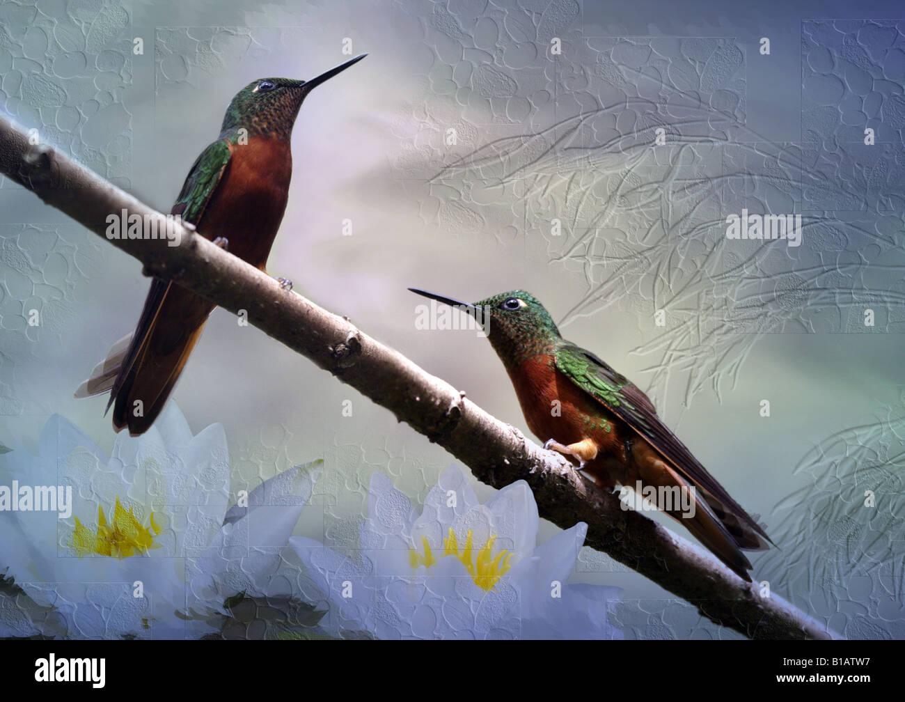 Hummingbird fotoarte Foto Stock