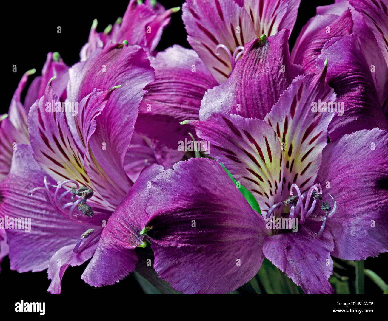 Magenta fiori Alstroemeria Foto Stock