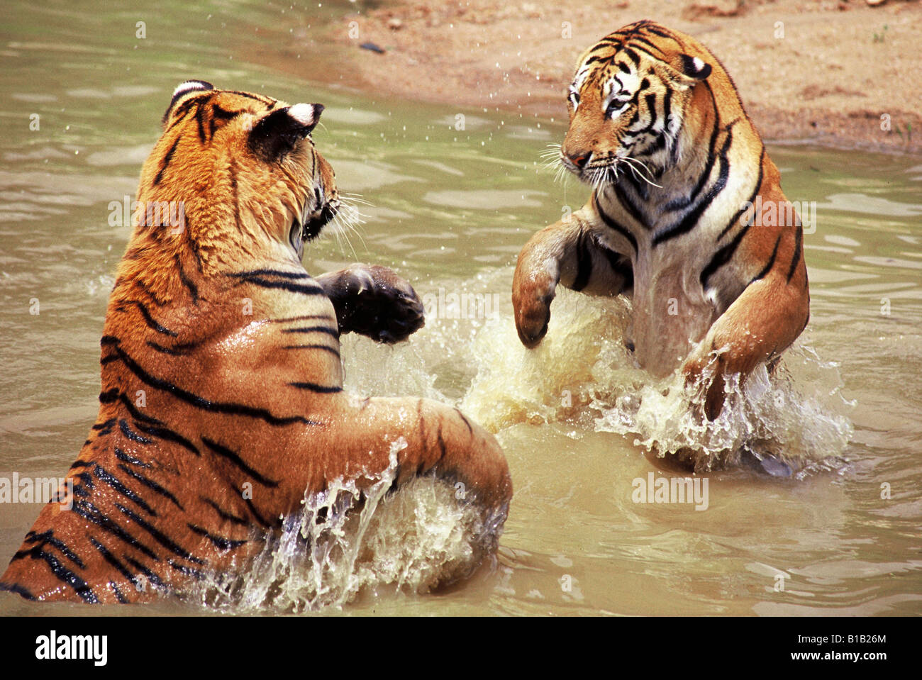 Due tigri giocando in acqua Foto Stock