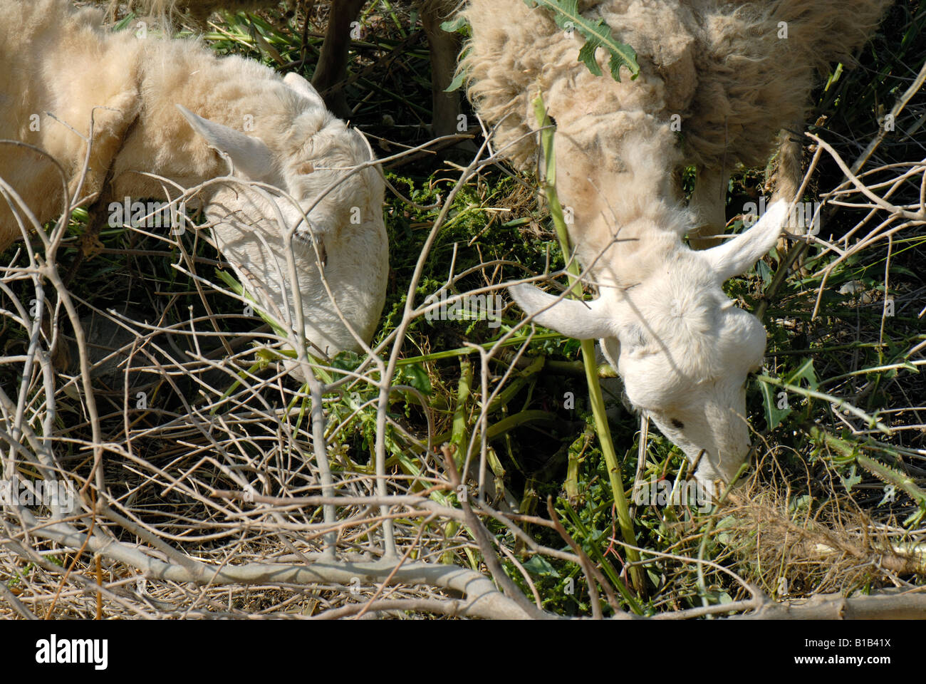 Alimentazione di pecora su vegetazione gettato nella loro penna Creta Grecia Foto Stock