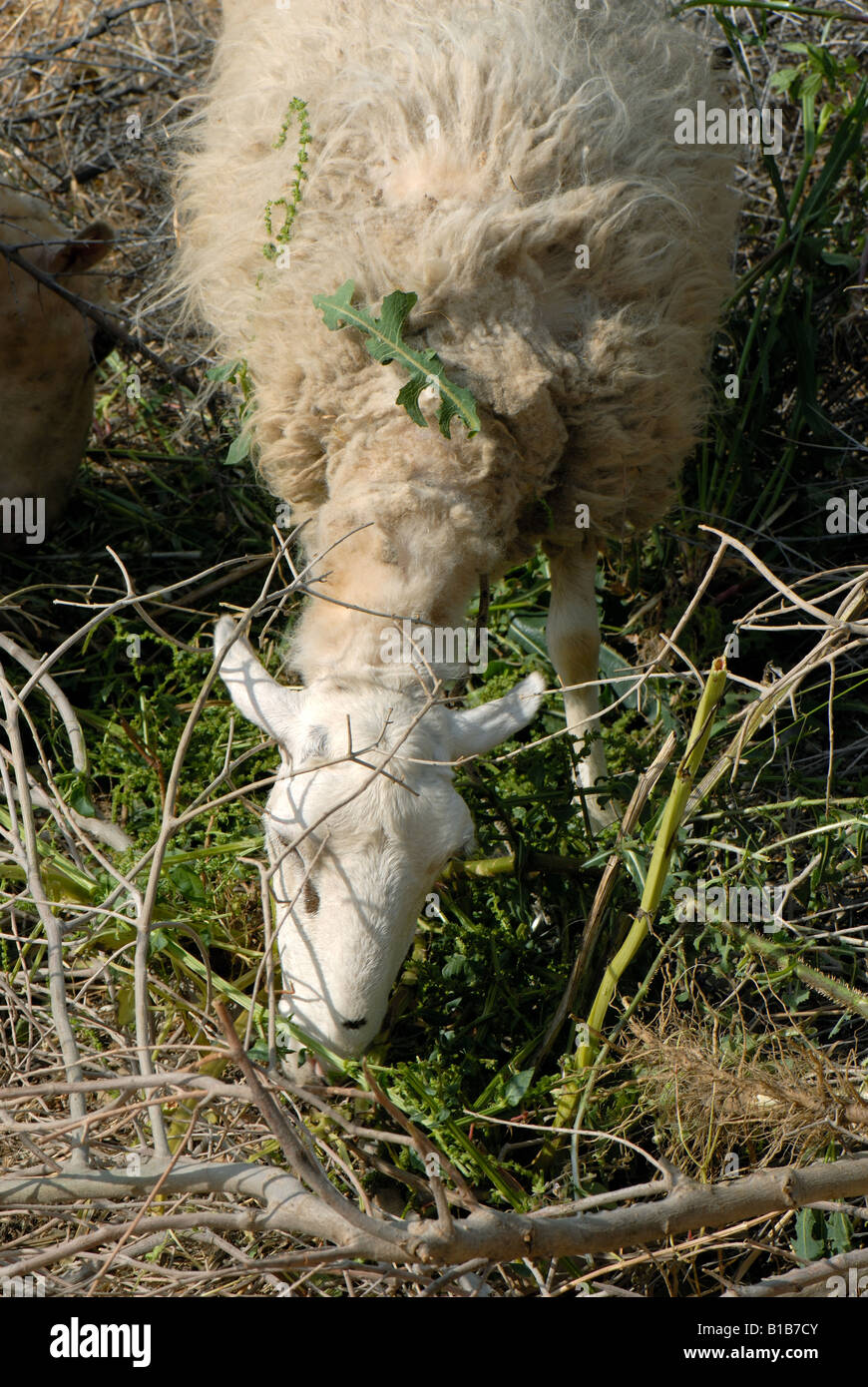 Alimentazione di pecora su vegetazione gettato nella loro penna Creta Grecia Foto Stock