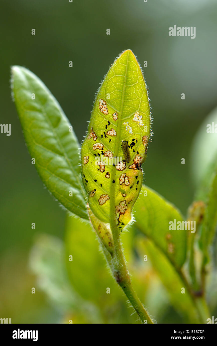 Viburnum beetle Pyrrhalta viburni larva e danni al fogliame pallon di maggio Foto Stock