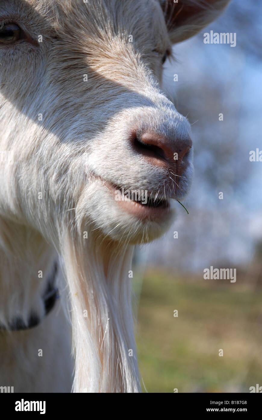 Barba di una capra lady Foto Stock