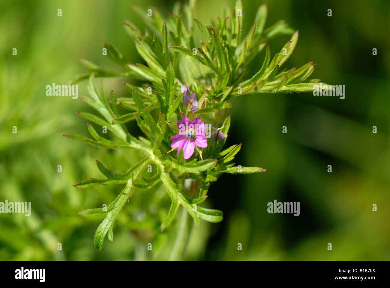 Tagliare lasciava cranesbill Geranium dissectum fioritura e foglie di distintivo Foto Stock