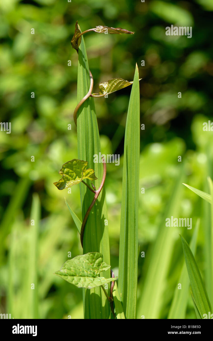 Maggiore centinodia granny pop fuori dal letto Calystegia sepium torsione dello stelo di una foglia Crocosmia Foto Stock