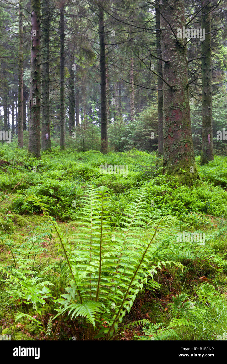 La felce che cresce in una verde e lussureggiante pineta Parco Nazionale di Dartmoor Devon England Foto Stock