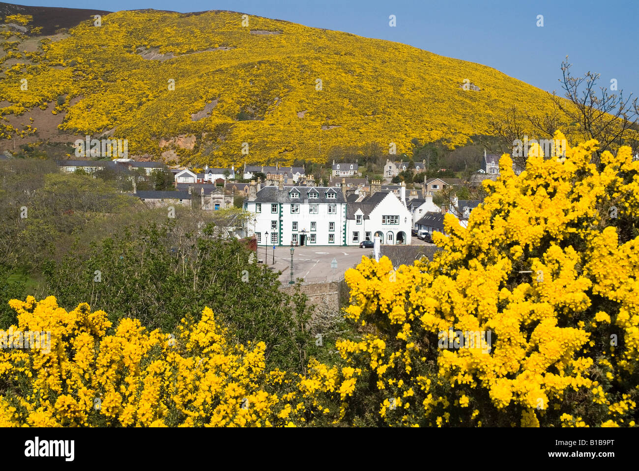 dh ulex europaeus furze HELMSDALE SUTHERLAND Scozzese primavera giallo comune whin fabaceae highlands selvatiche gola fiori villaggio scozia Foto Stock