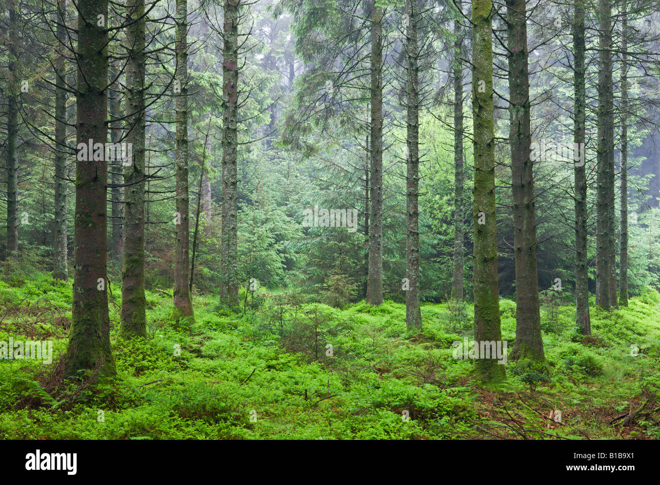 Verde e rigogliosa pineta Parco Nazionale di Dartmoor Devon England Foto Stock