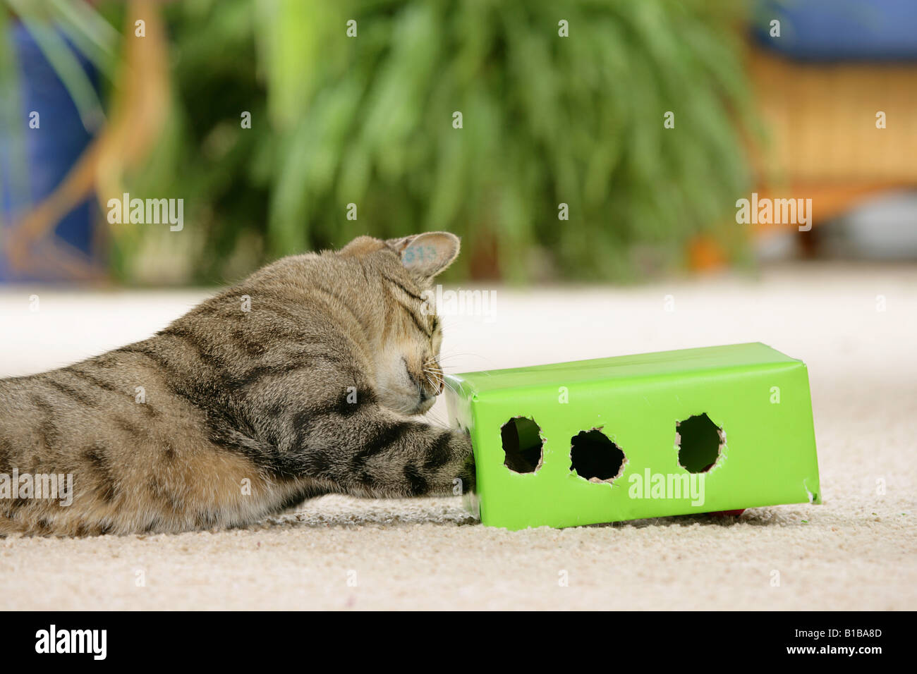 Il gatto domestico in una casella Foto Stock