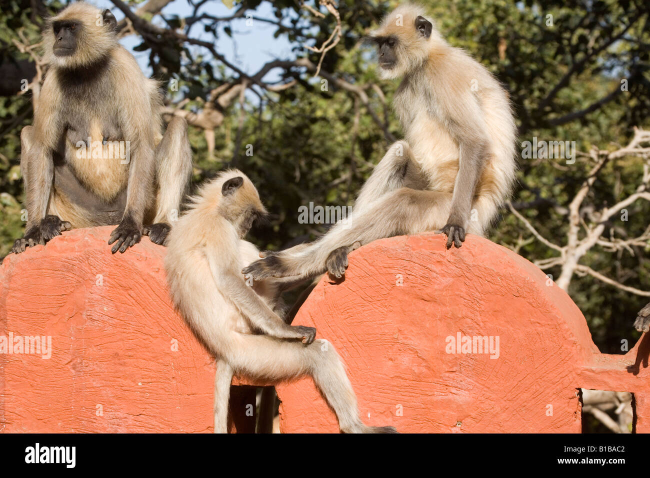 India Rajasthan monkey langurs Ranthambore 2008 Foto Stock