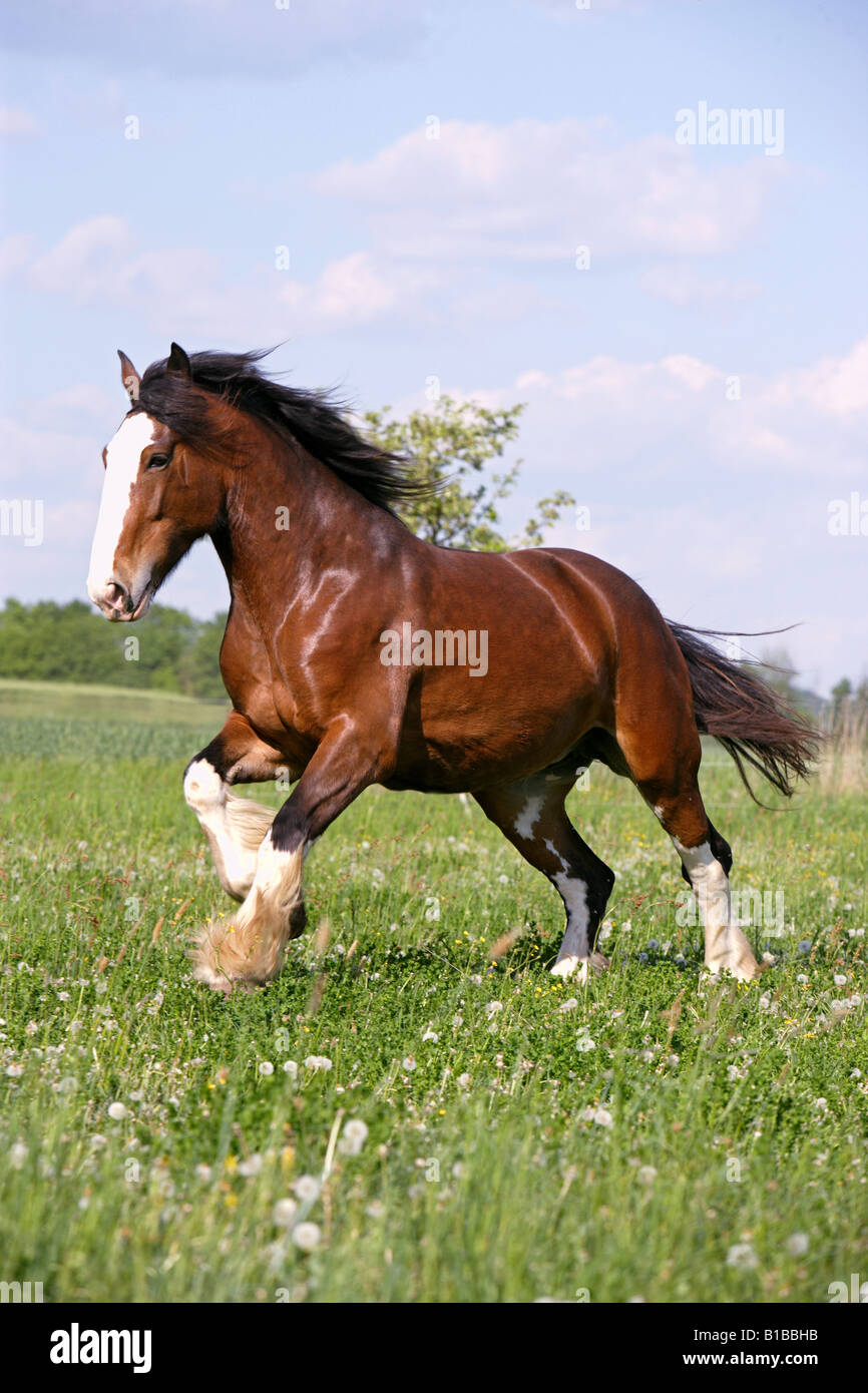 Shire cavallo su prato Foto Stock