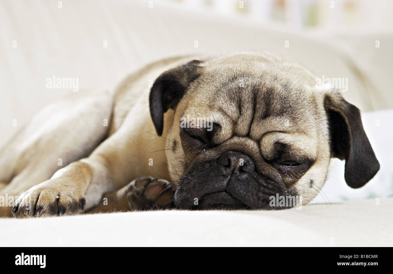 Pug - menzogne Foto Stock