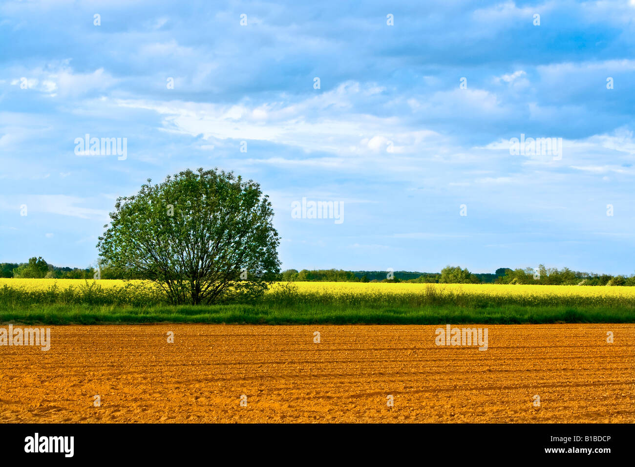 Campo agricolo in primavera Foto Stock