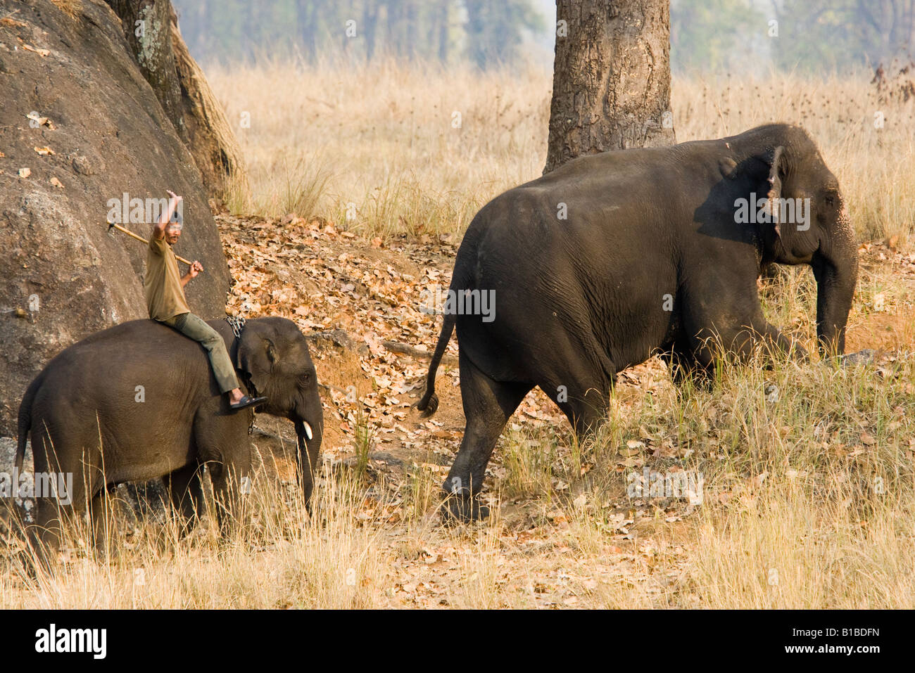 Elephant trainer onde Mahout equitazione elefante sul retro, addestrati gli elefanti ride turisti sulla fauna selvatica Safari Parco Nazionale di Kanha Madhya Pradesh India Foto Stock