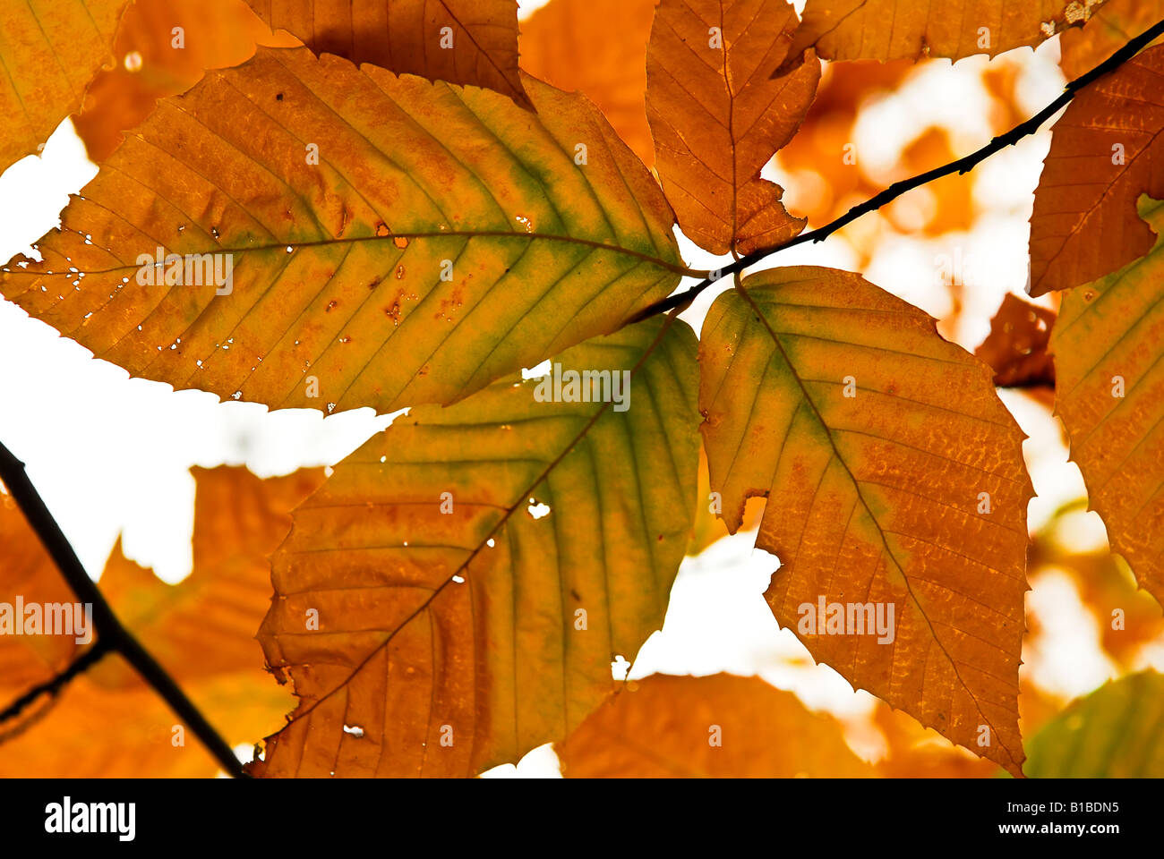 Foglie di autunno di brillanti colori autunnali close up Foto Stock
