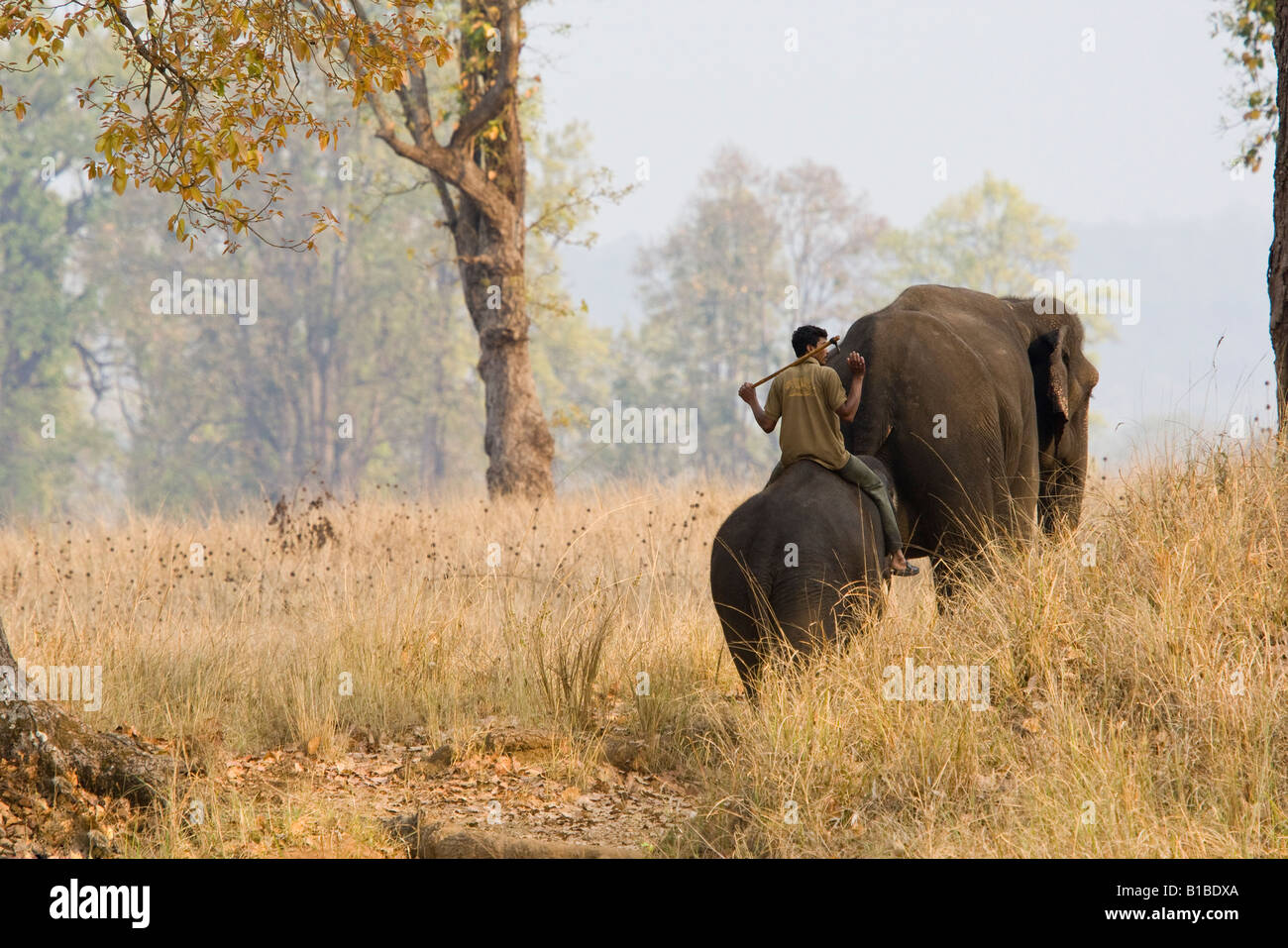 Elephant trainer onde Mahout equitazione elefante sul retro, addestrati gli elefanti ride turisti sulla fauna selvatica Safari Parco Nazionale di Kanha Madhya Pradesh India Foto Stock