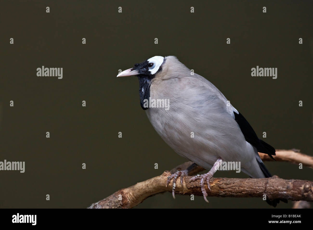 Storno crestato Creatophora cinerea un uccello seduto su un ramo albero immagini foto fotografia vendita per su alamy orizzontale in USA US ad alta risoluzione Foto Stock