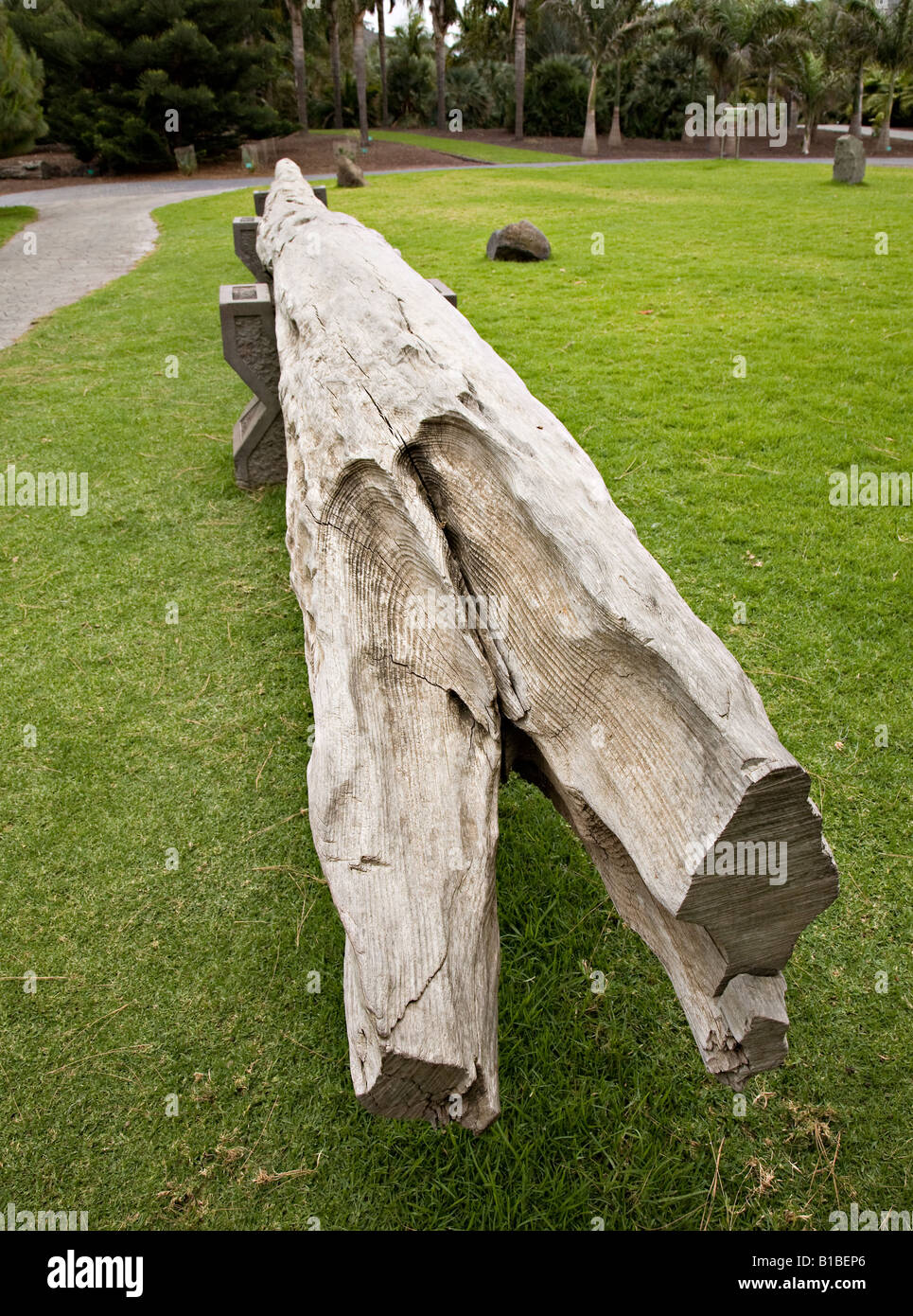 Fossil tronco di albero trovato su Gran Canaria nel 1966 e datata al 1100 A.C. Jardin Canario giardini botanici Spagna Foto Stock