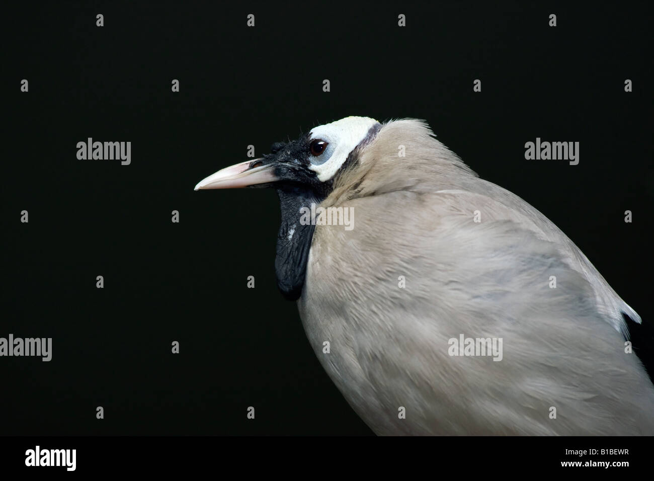 Uccello esotico Wattled Starling ZOO Toledo Ohio USA nessuno guarda da vicino i primi piani su sfondo nero osservando gli uccelli pictureshi-res Foto Stock