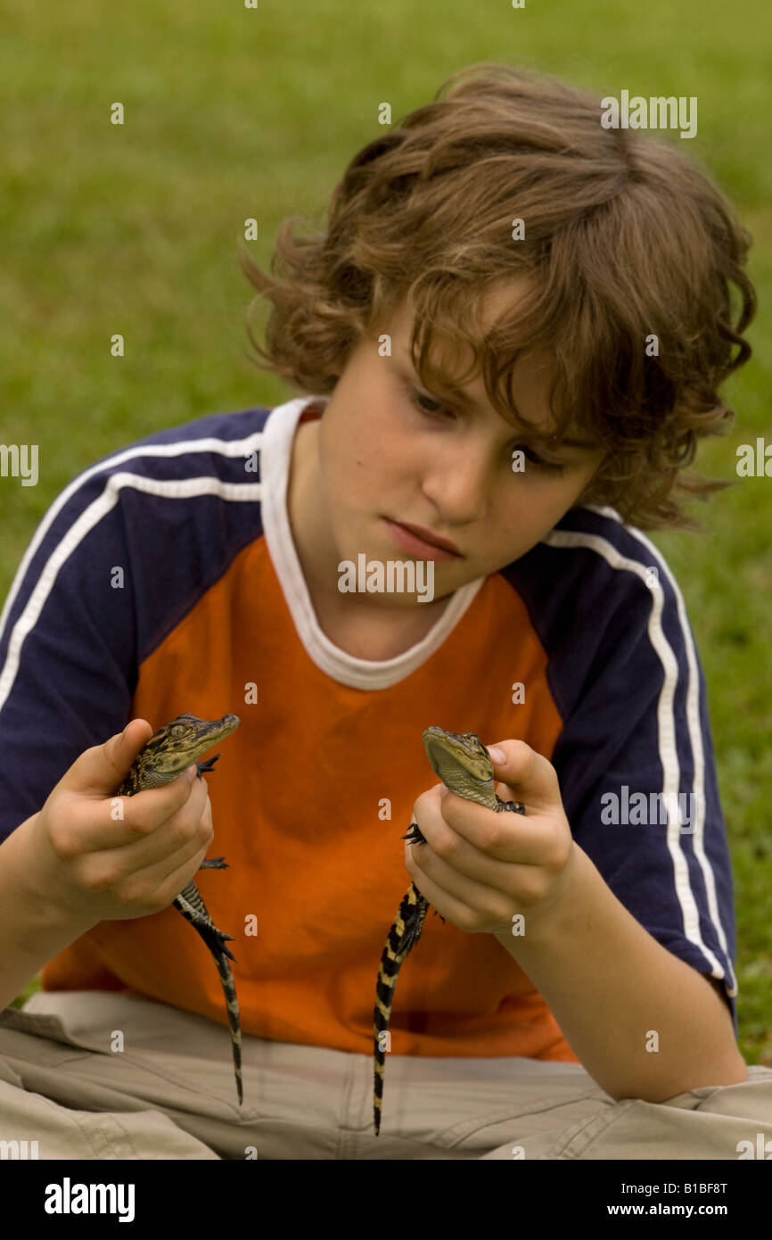 Ragazzo Azienda giovane americano alligatori (Alligator mississippiensis) Louisiana USA Foto Stock