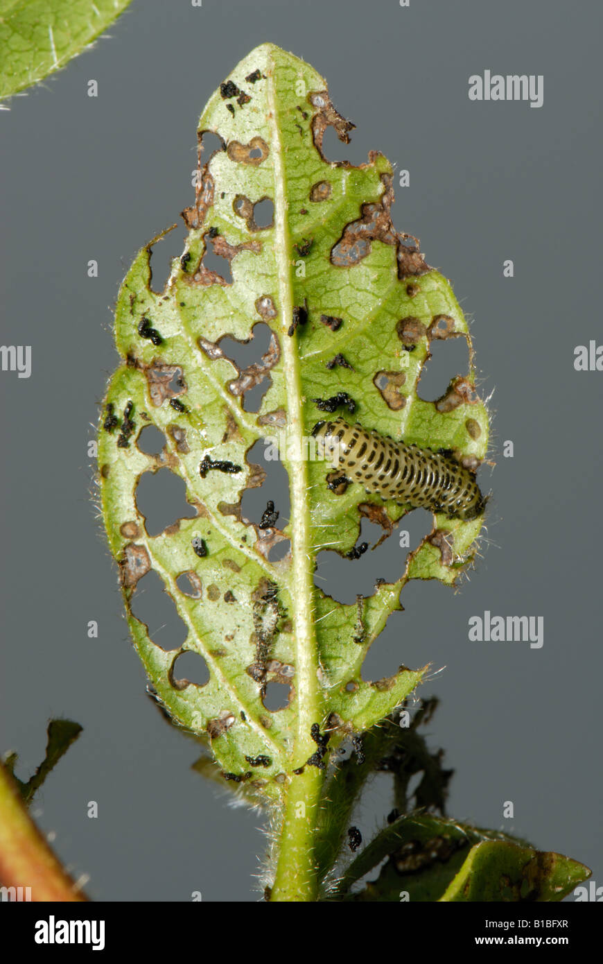 Viburnum beetle Pyrrhalta viburni larva e danni al fogliame pallon di maggio Foto Stock