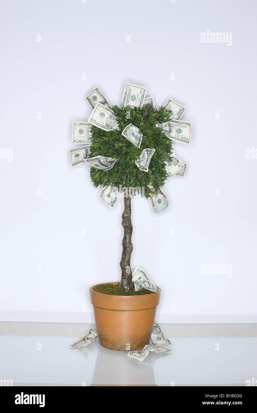 Il denaro che cresce su un albero Foto Stock