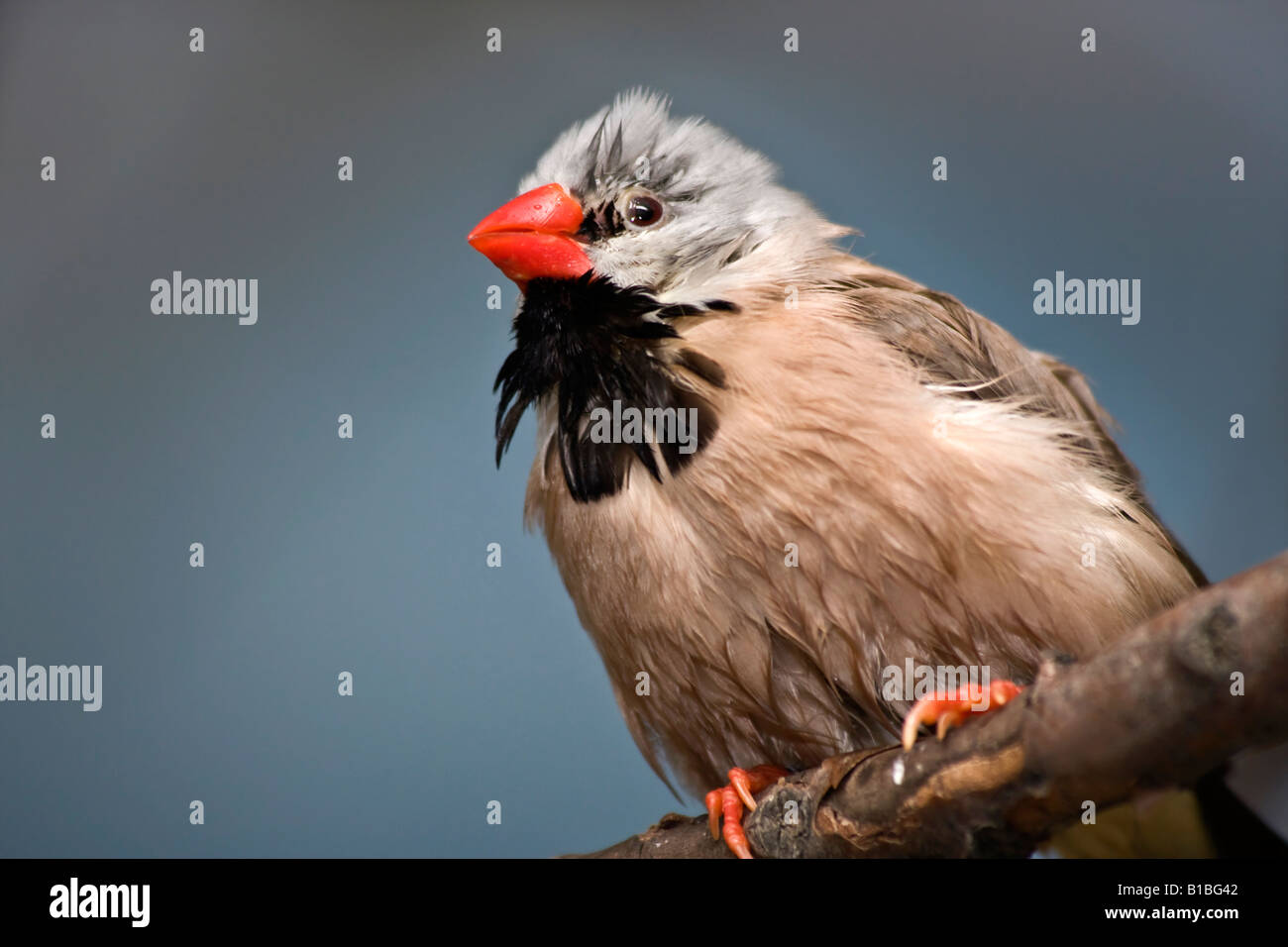 Fringuello a coda lunga Poephila acuticauda un uccello esotico foto immagini vendita per su alamy nel ZOO USA US orizzontale ad alta risoluzione Foto Stock