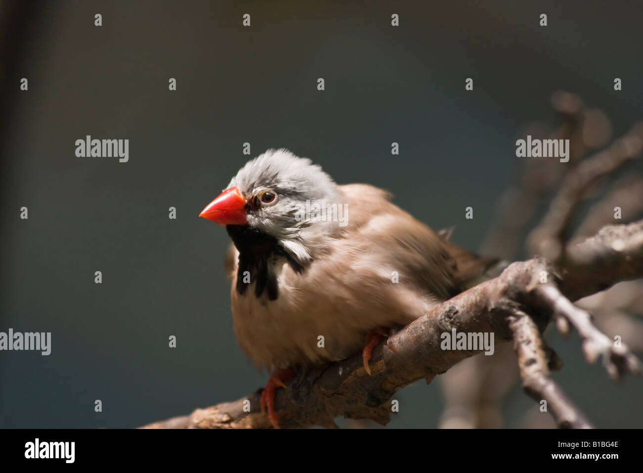 Coda lunga Finch Poephila acuticauda un uccello esotico foto immagini immagini grandi ad alta risoluzione in ZOO USA US orizzontale ad alta risoluzione Foto Stock