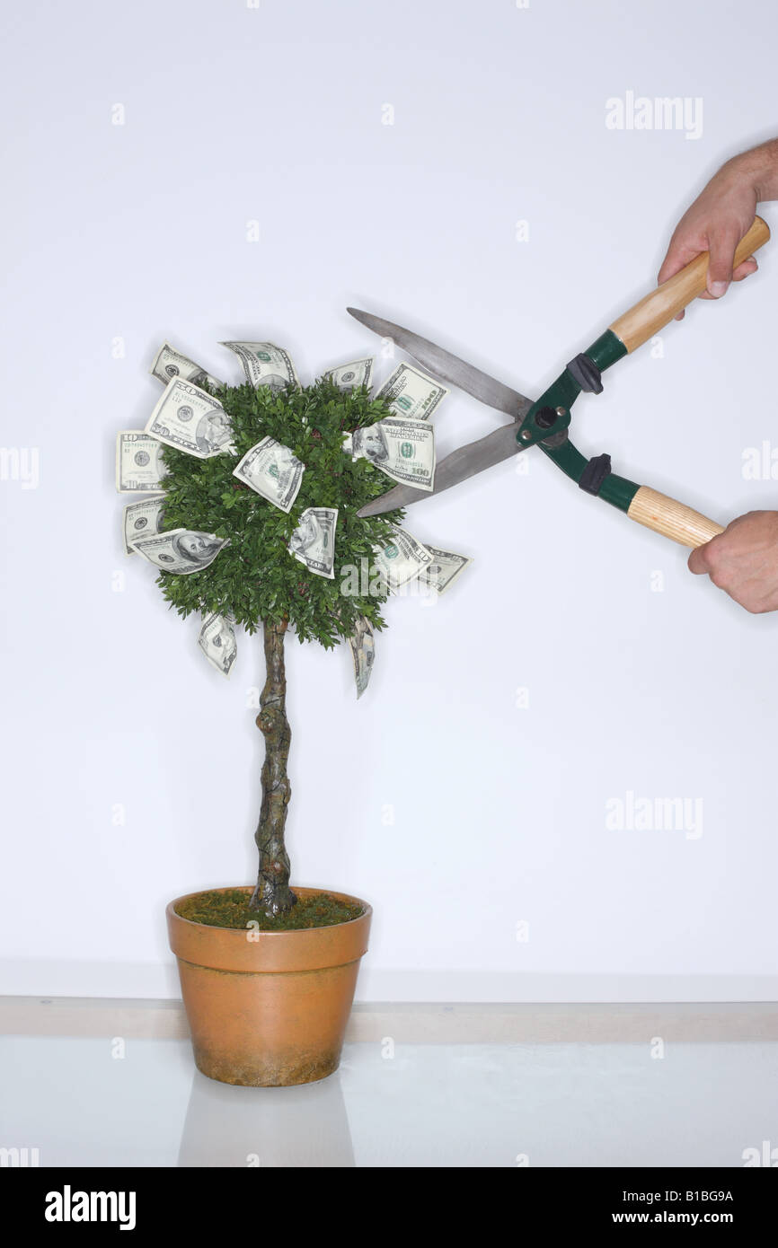 Il denaro che cresce su un albero con clippers Foto Stock