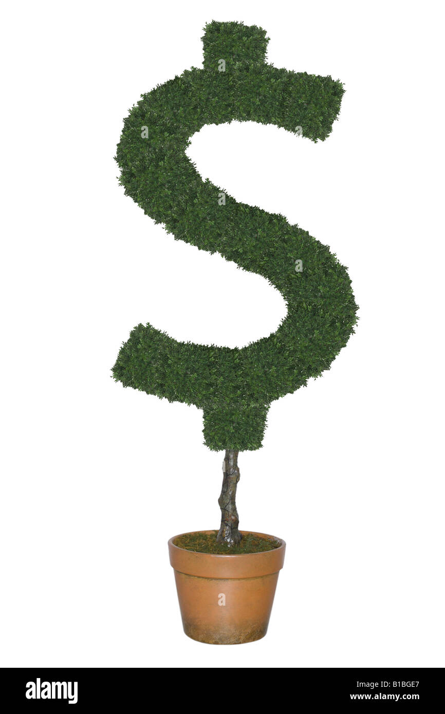 Topiaria da albero nella forma del simbolo del dollaro ritagliata su sfondo bianco Foto Stock