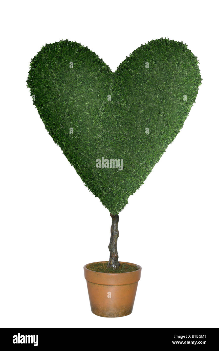 Topiaria da albero a forma di cuore ritagliata su sfondo bianco Foto Stock