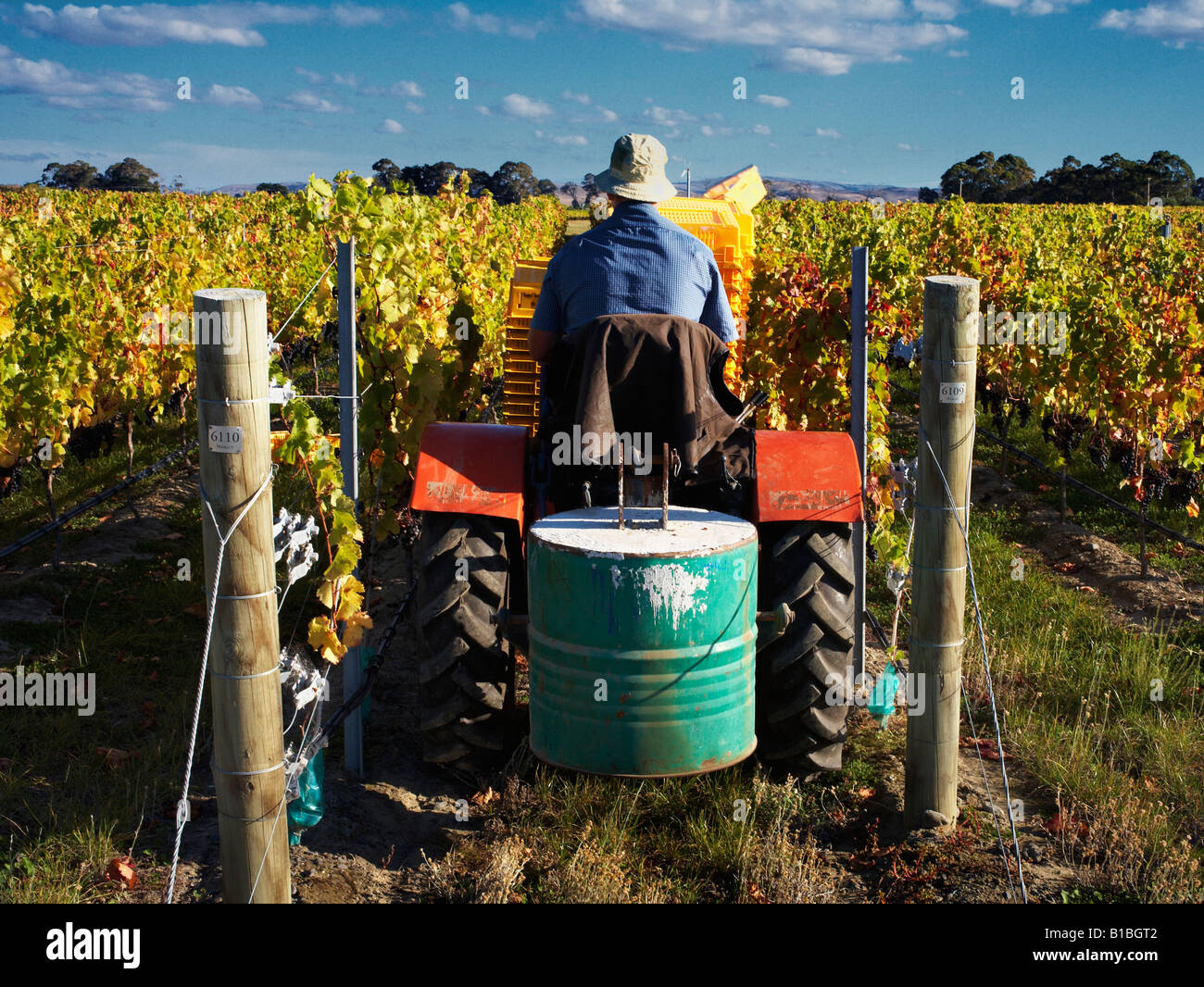 Uomo di guidare il trattore sul raccolto il giorno di raccolta a vigneto la raccolta di uva Merlot Foto Stock