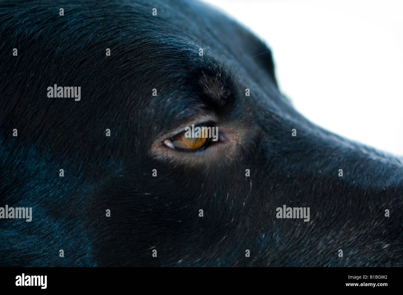 Sleepy Dog profilo Foto Stock