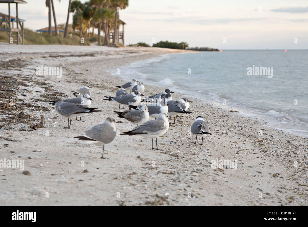 A Flock of Seagulls pazientemente di appoggio sulla spiaggia di vecchia Tampa Bay, Tampa, Florida Foto Stock