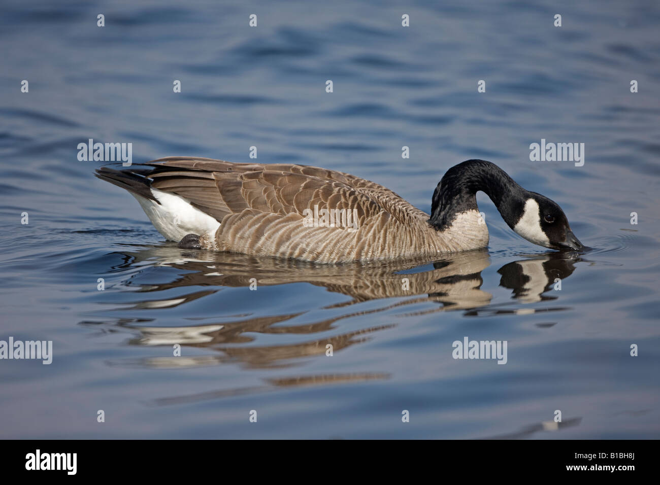 Canada Goose (Branta canadensis) Nuoto - New York Foto Stock