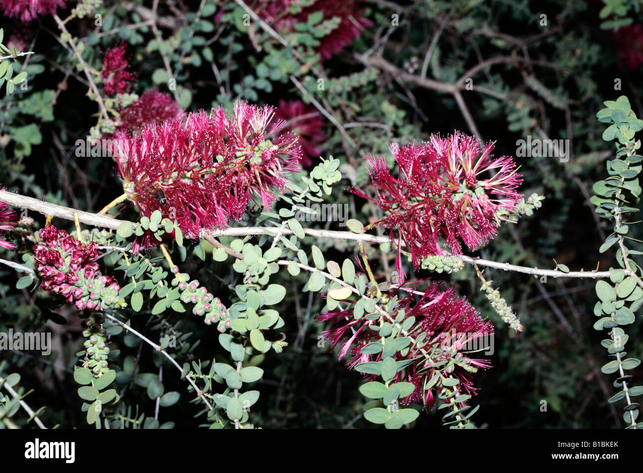 Il miele di granito Myrtle-Melaleuca elliptica-famiglia Myrtaceae Foto Stock